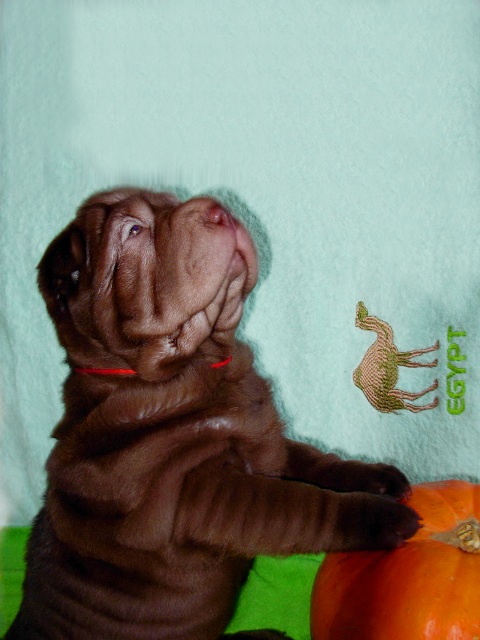 Шоколадный щенок шарпея Шат Шьюн Нирвана. 