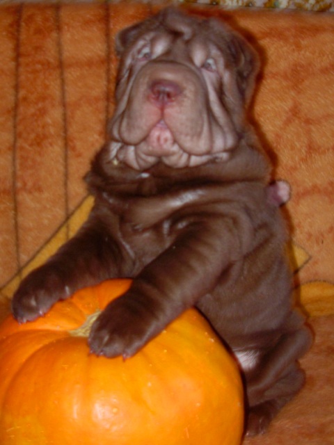 Шоколадный щенок шарпея Шат Шьюн Нирвана. 